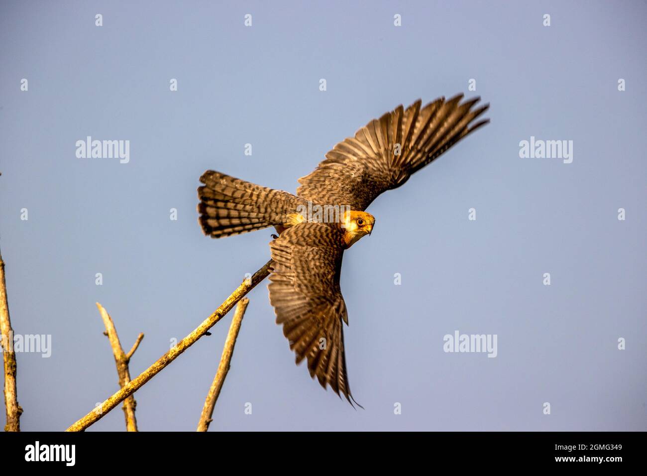 Departing female red footed falcon Stock Photo