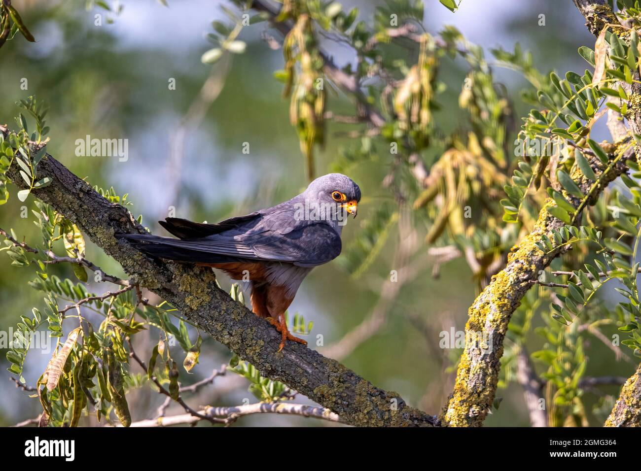 Perching male red footed falcon Stock Photo