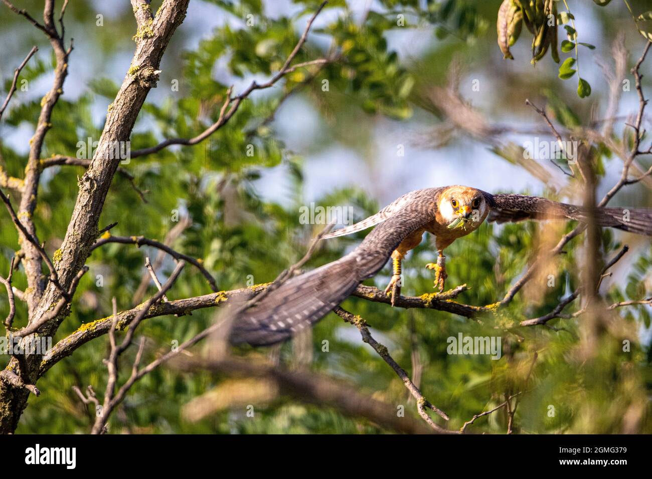 Departing female red footed falcon Stock Photo