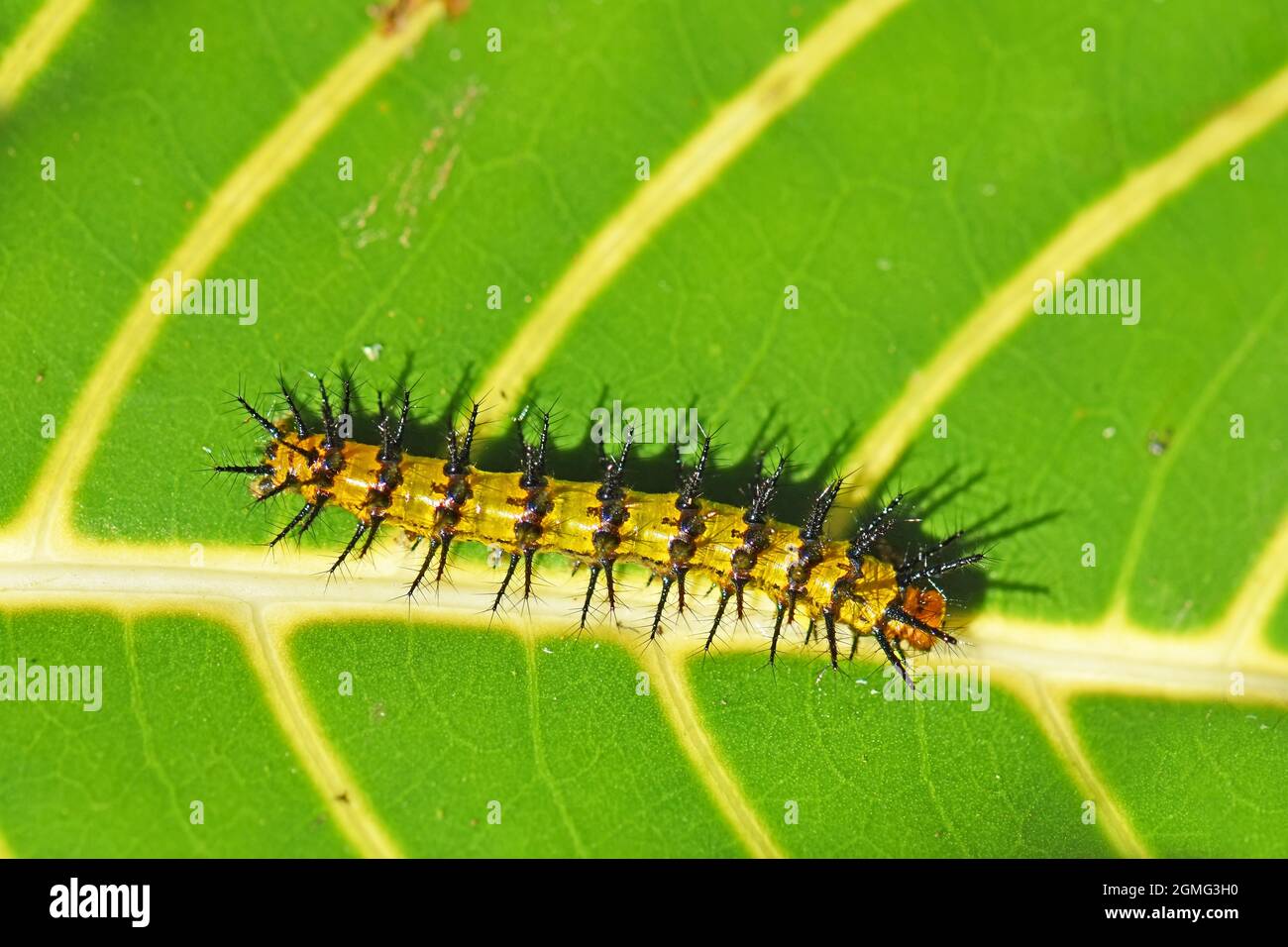Spiky caterpillar hi-res stock photography and images - Alamy