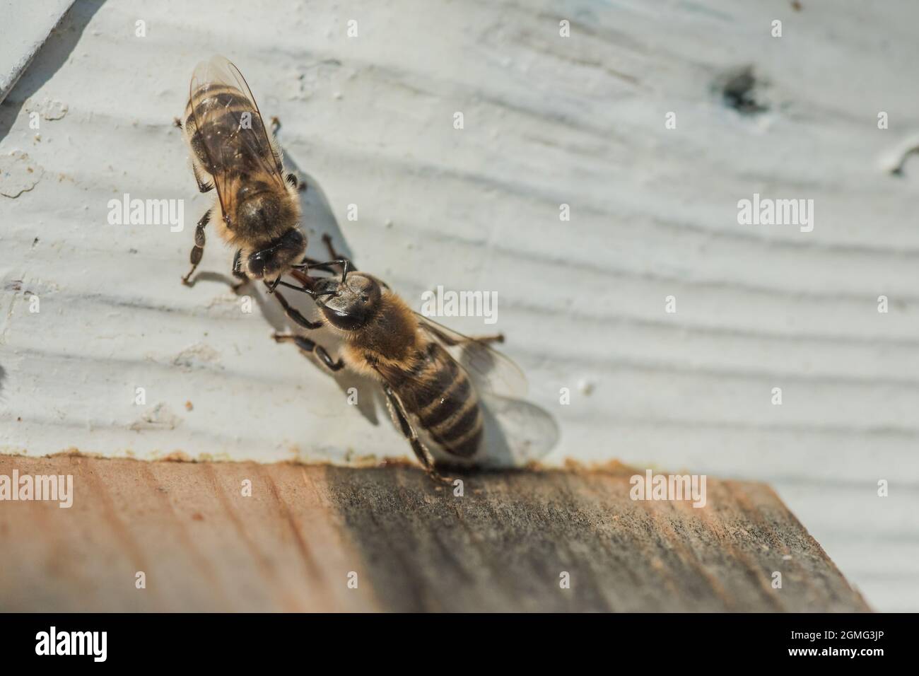 Two bees transmit information near the fly. Bees touch the tongues. bees return to the beehive after the honeyflow. Bee-guard in beehive entrance. Swa Stock Photo