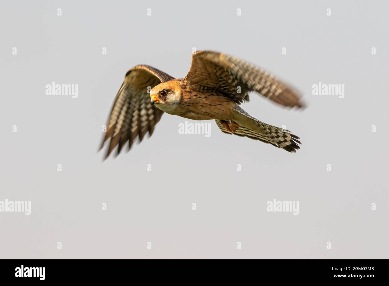 Hoovering female red footed falcon in front of its nest Stock Photo