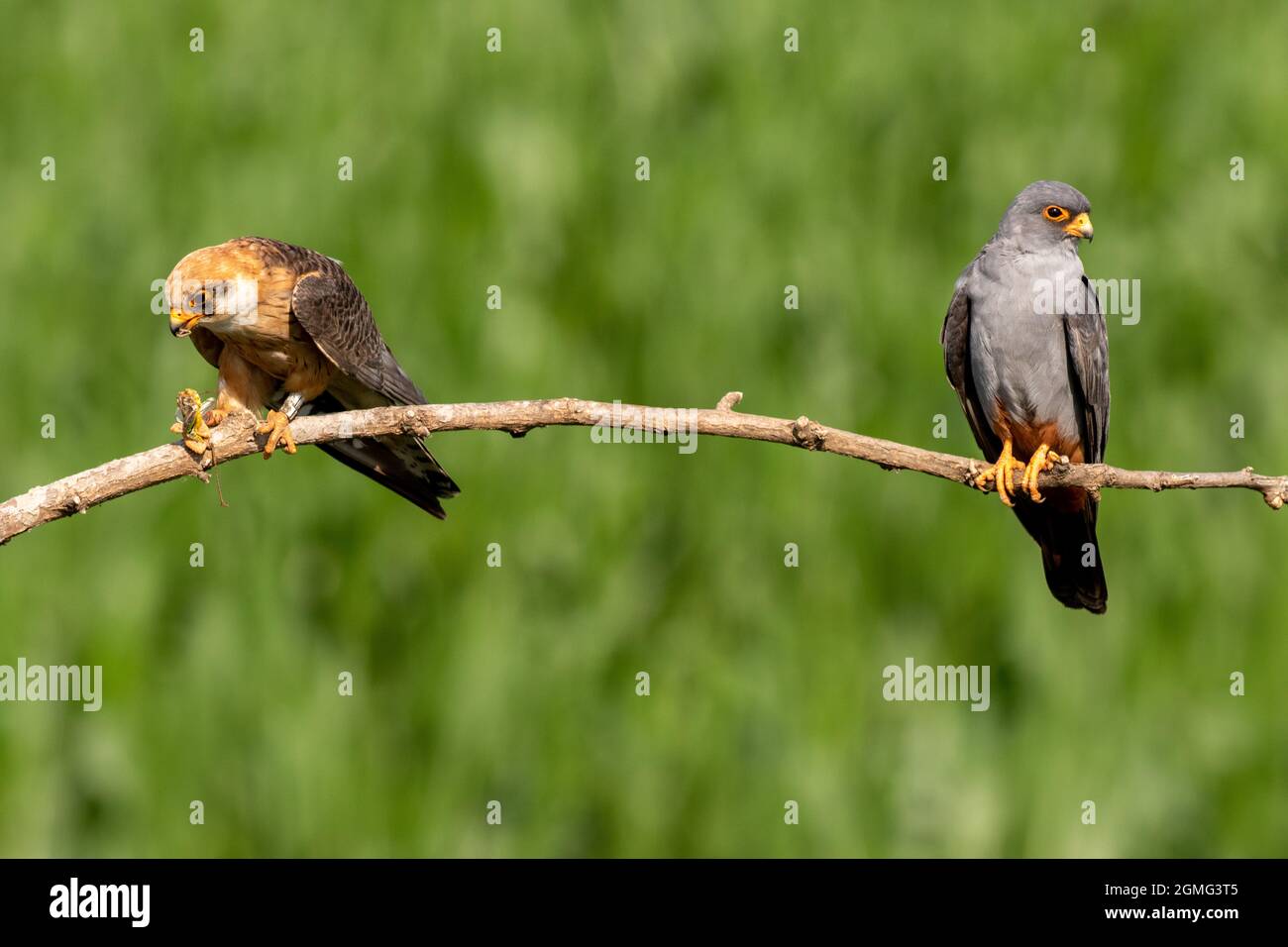 A couple of  red footed falcons Stock Photo