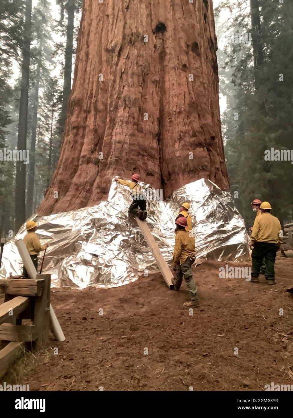 Three Rivers, United States. 17th Sep, 2021. Firefighters use fireproof structural wrap to protect the base of the General Sherman Tree from the encroaching KNP Complex wildfire in Sequoia & Kings Canyon National Parks September 17, 2021 in Three Rivers, California. The massive fire has burned 18,000 acres and has reached the edge of a historic grove of giant sequoia trees. Credit: Handout/National Interagency Fire Center/Alamy Live News Stock Photo