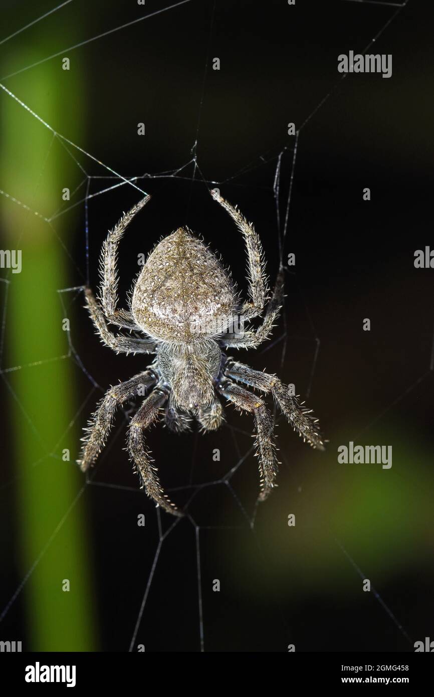 Hairy Spider on web, Costa rica Stock Photo