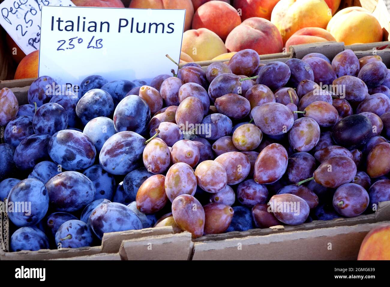 Italian Plums for sale at a Farmers Market in Chelan. Pesticide free
