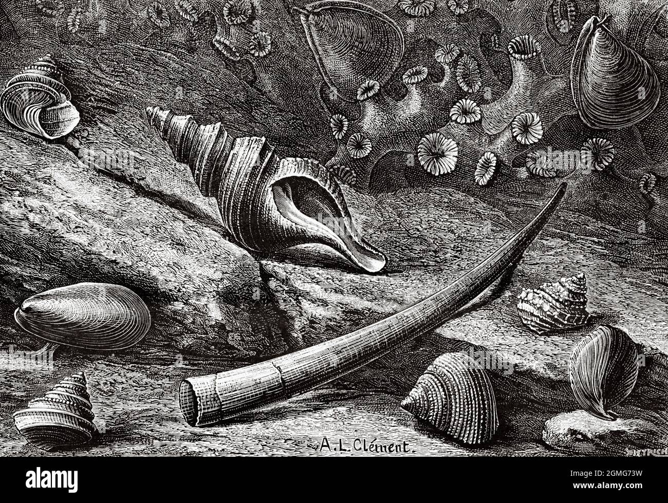 The Talisman ship scientific expedition. Some of the mollusc species living between 1500 and 2500 meters deep. Old 19th century engraved illustration from La Nature 1883 Stock Photo