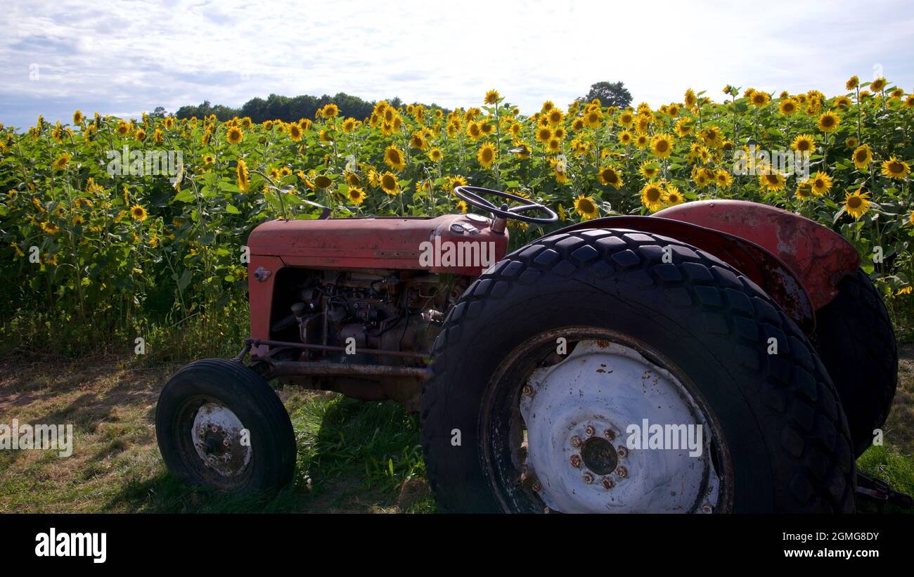 Antique tractor in the sunflower field Stock Photo - Alamy