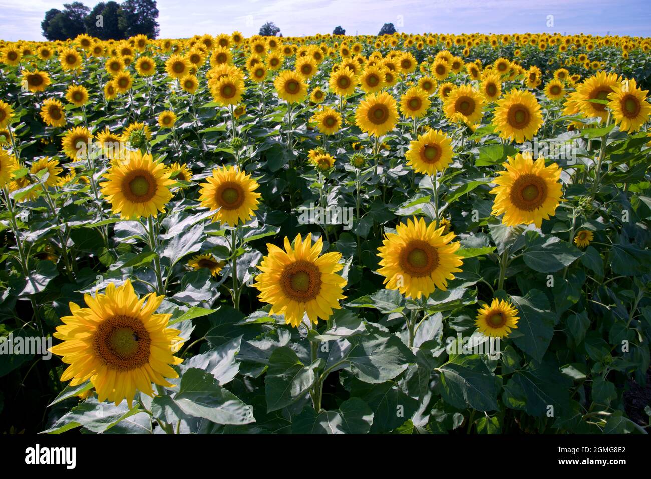 Field of blooming sunflower in the sunflower farm Stock Photo