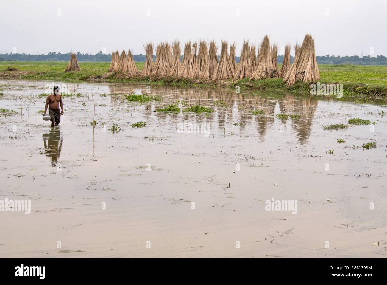 Jute production west bengal hi-res stock photography and images - Alamy