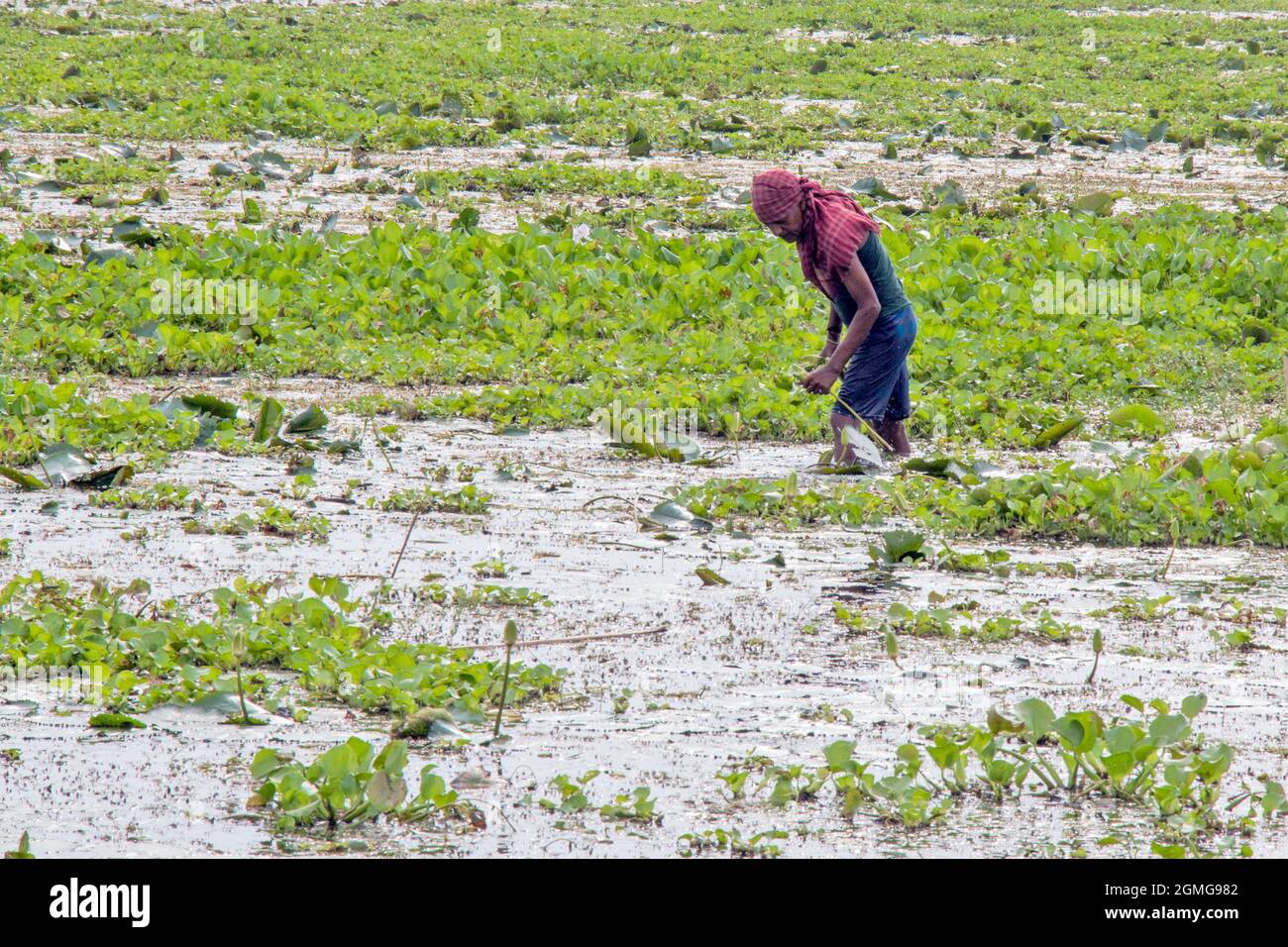 water lilly harvesting at north 24 pargana Stock Photo
