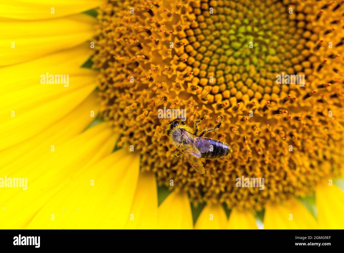 Closeup of a bee on a sunflower under the sunlight perfect for