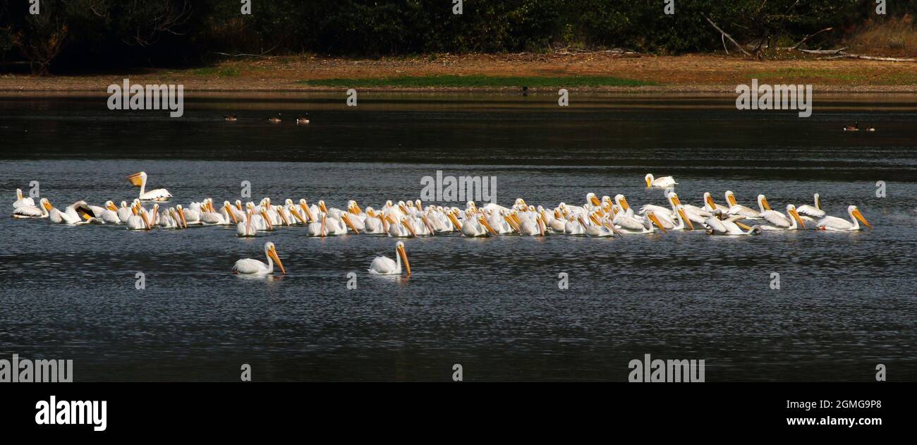 A large pod of White Pelicans drift slowly on the lake on the lookout for fish Stock Photo