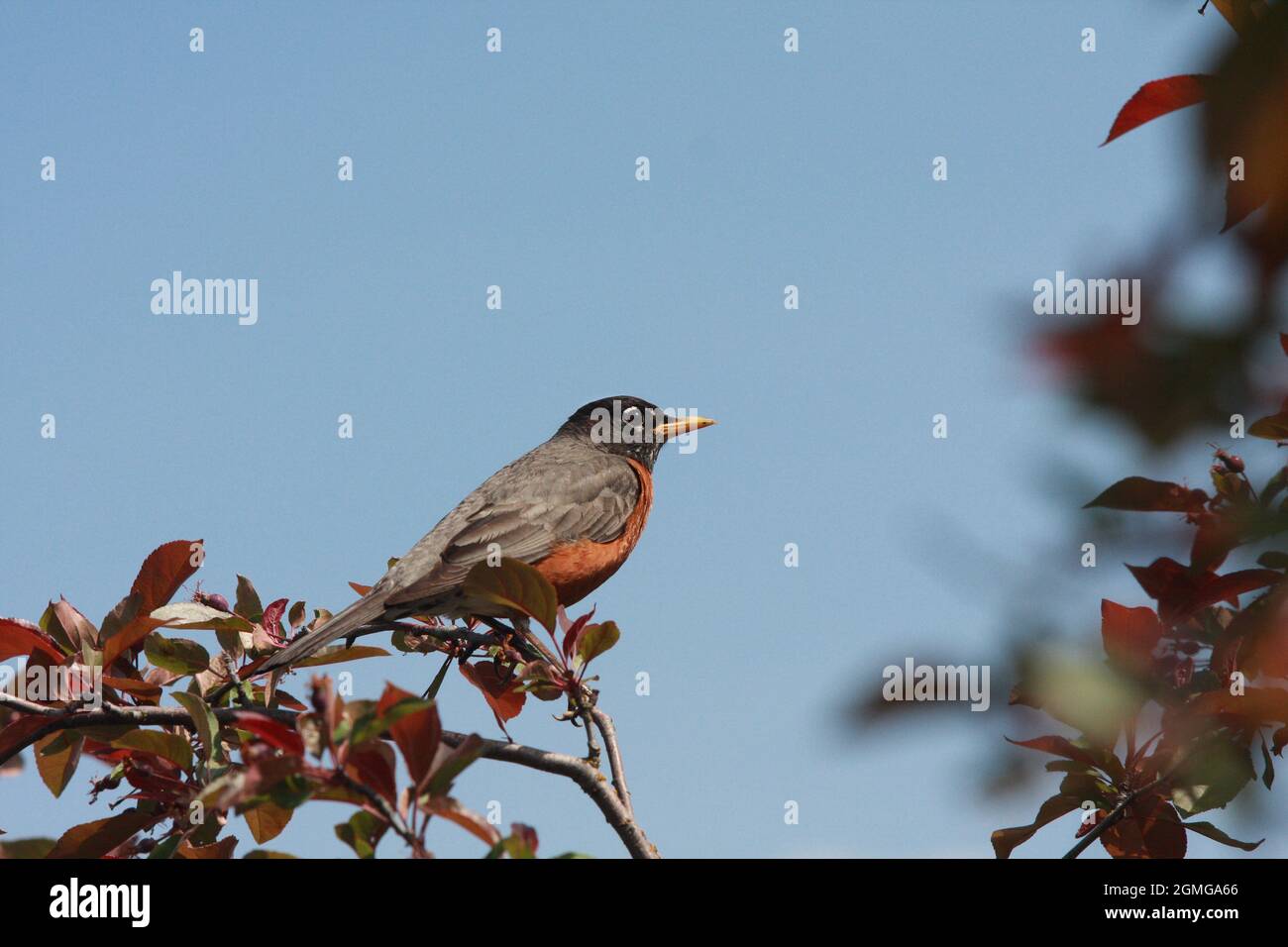 A handsome American Robin perches on a branch with a clear blue sky in the background. Stock Photo