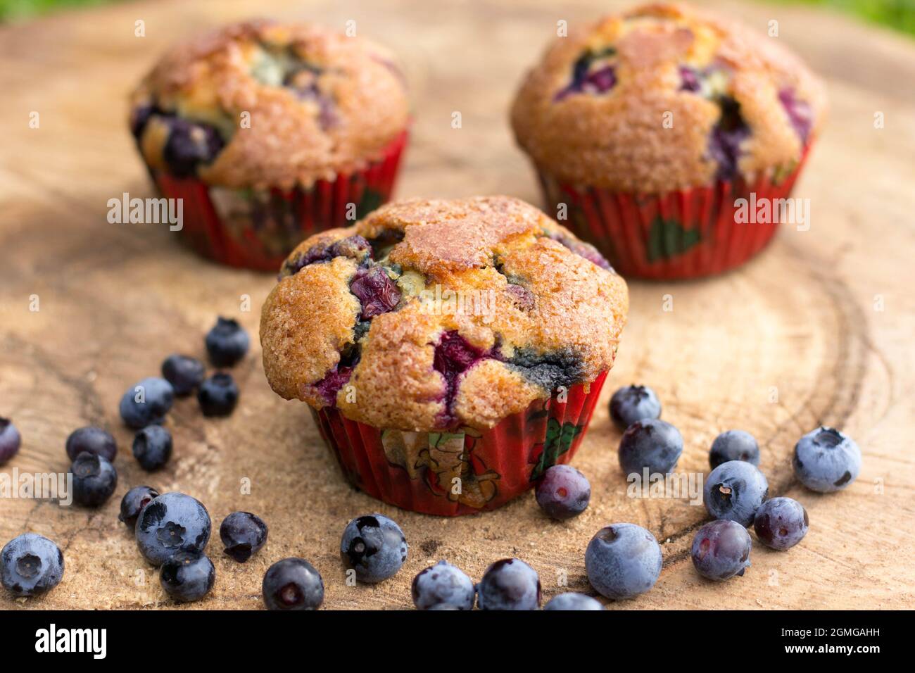 Blueberry Muffins on hard wooden board with fresh blueberries Stock Photo