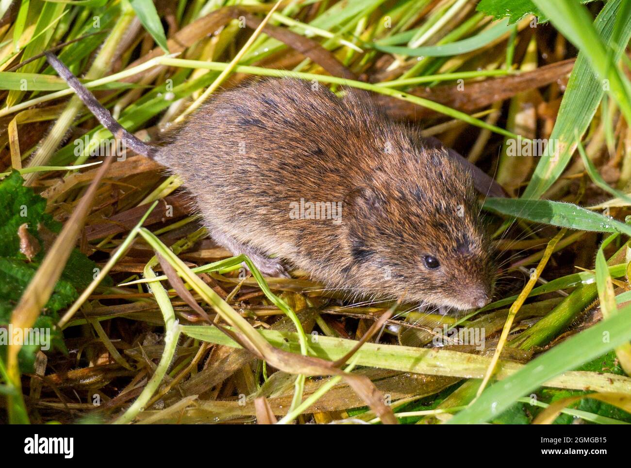 Microtus agrestis short tailed field vole close up Stock Photo