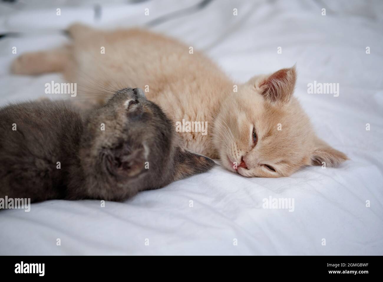 two lovely  kittens are sleeping on the white bedding cuddled together Stock Photo