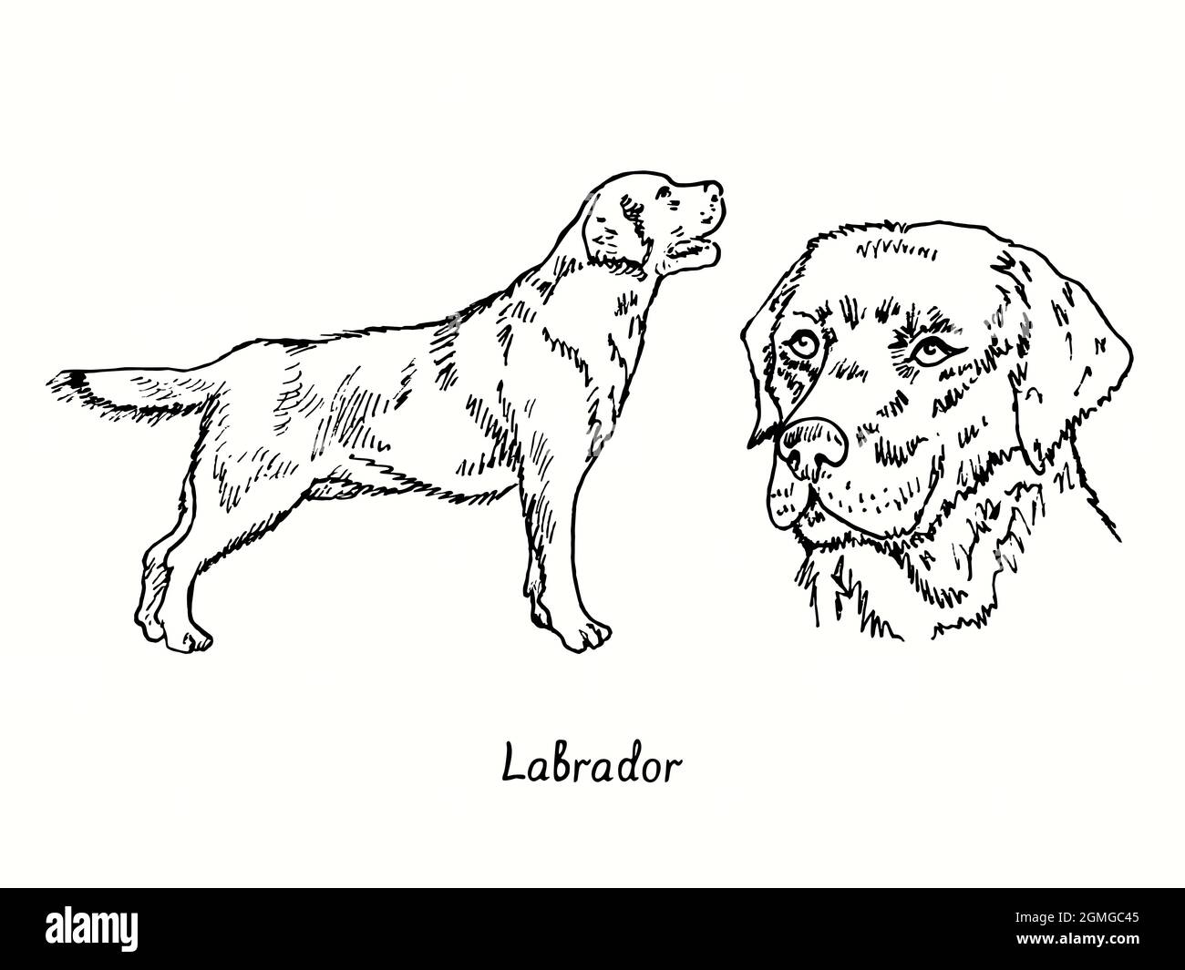 Labrador Retriever collection standing side view and head. Ink black and white doodle drawing in woodcut style. Stock Photo