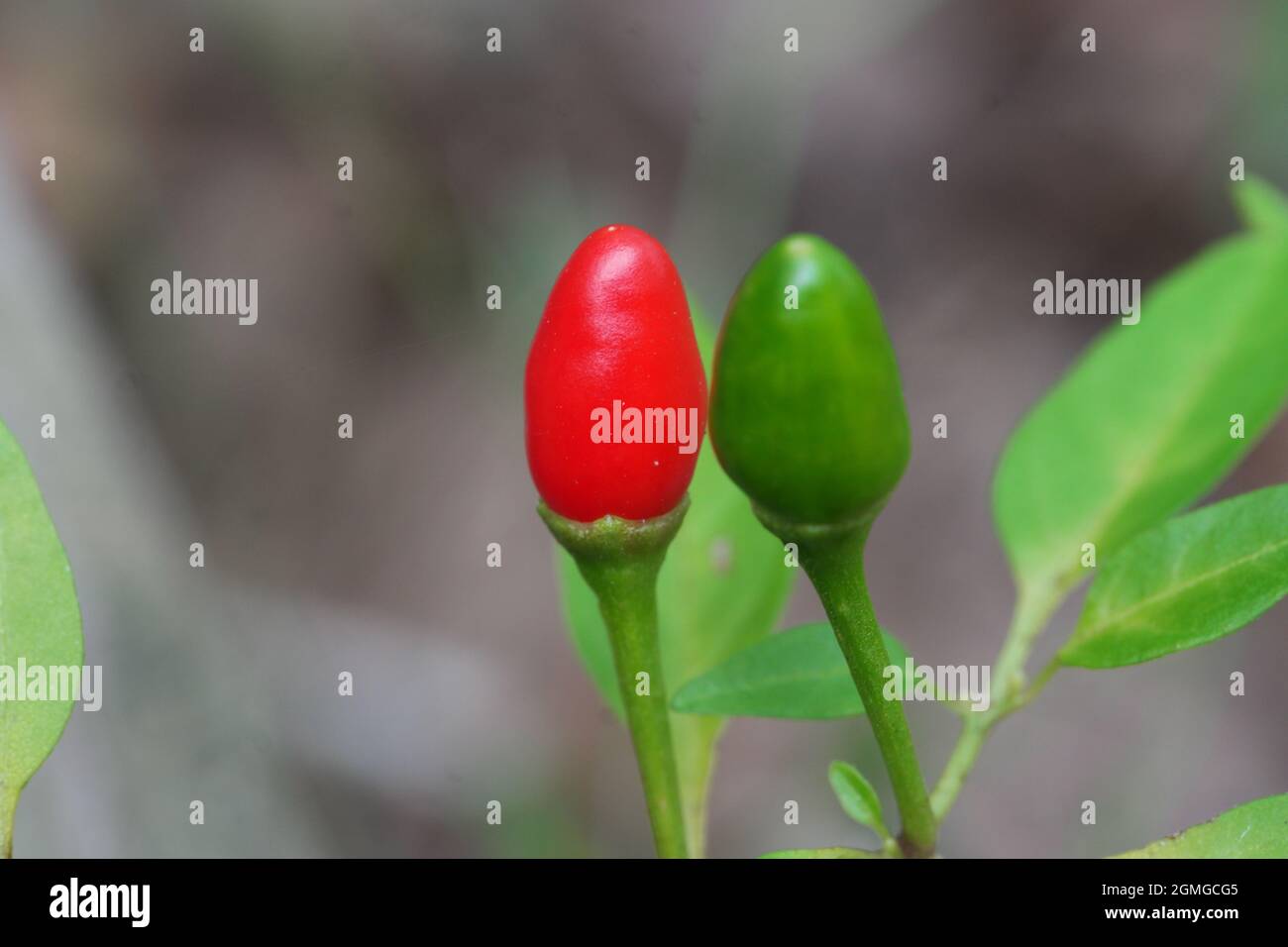 Green and red Thai pepper macro Stock Photo - Alamy