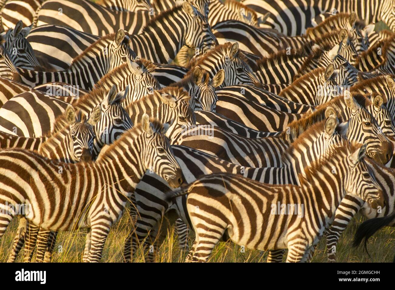 Herd of common plains zebra (Equus quagga burchelli) in the Masai Mara ...