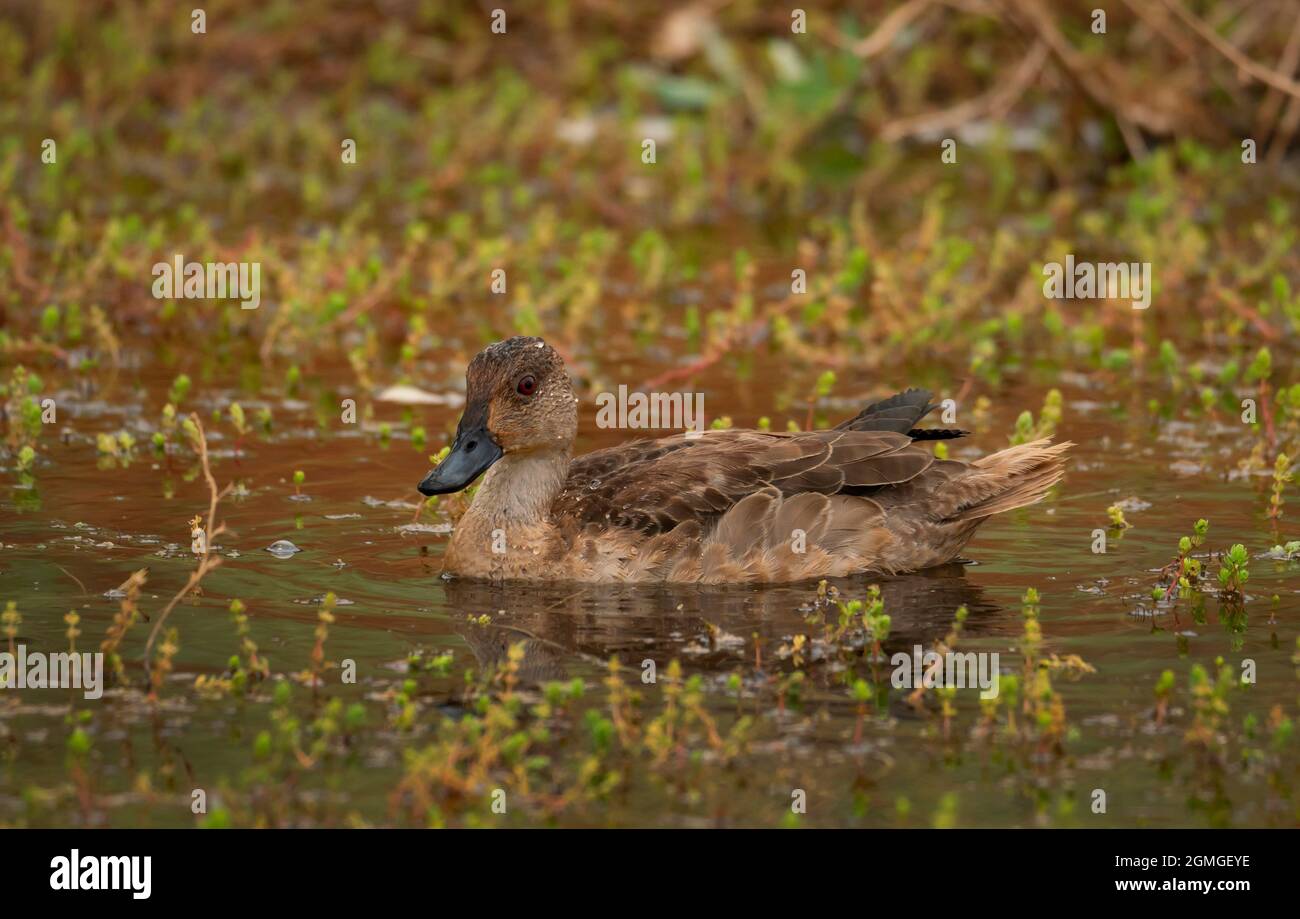 Grey Teal, Anas gracilis, female in a shallow waterhole in outback central Australia. Stock Photo