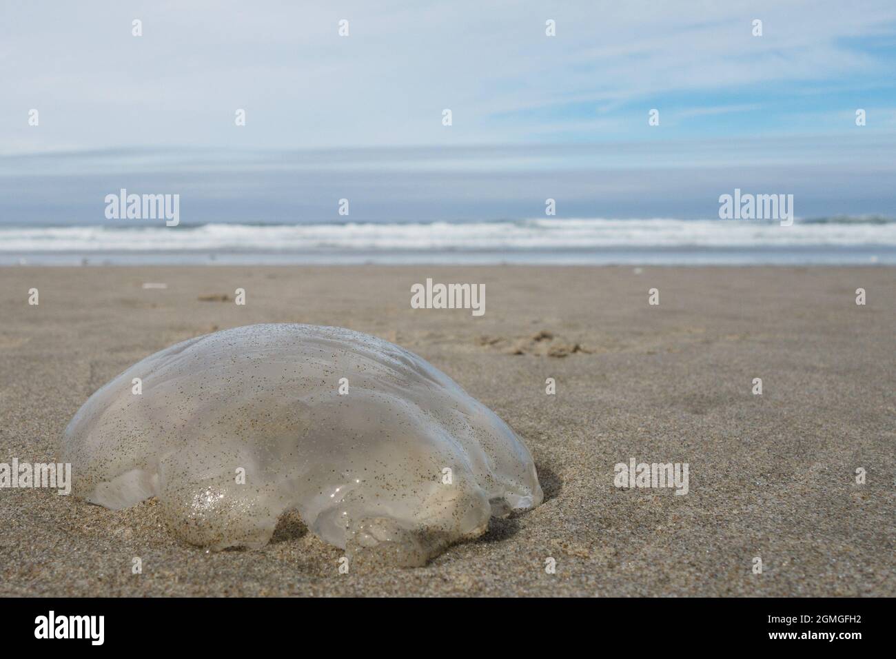 Blob fish hi-res stock photography and images - Alamy