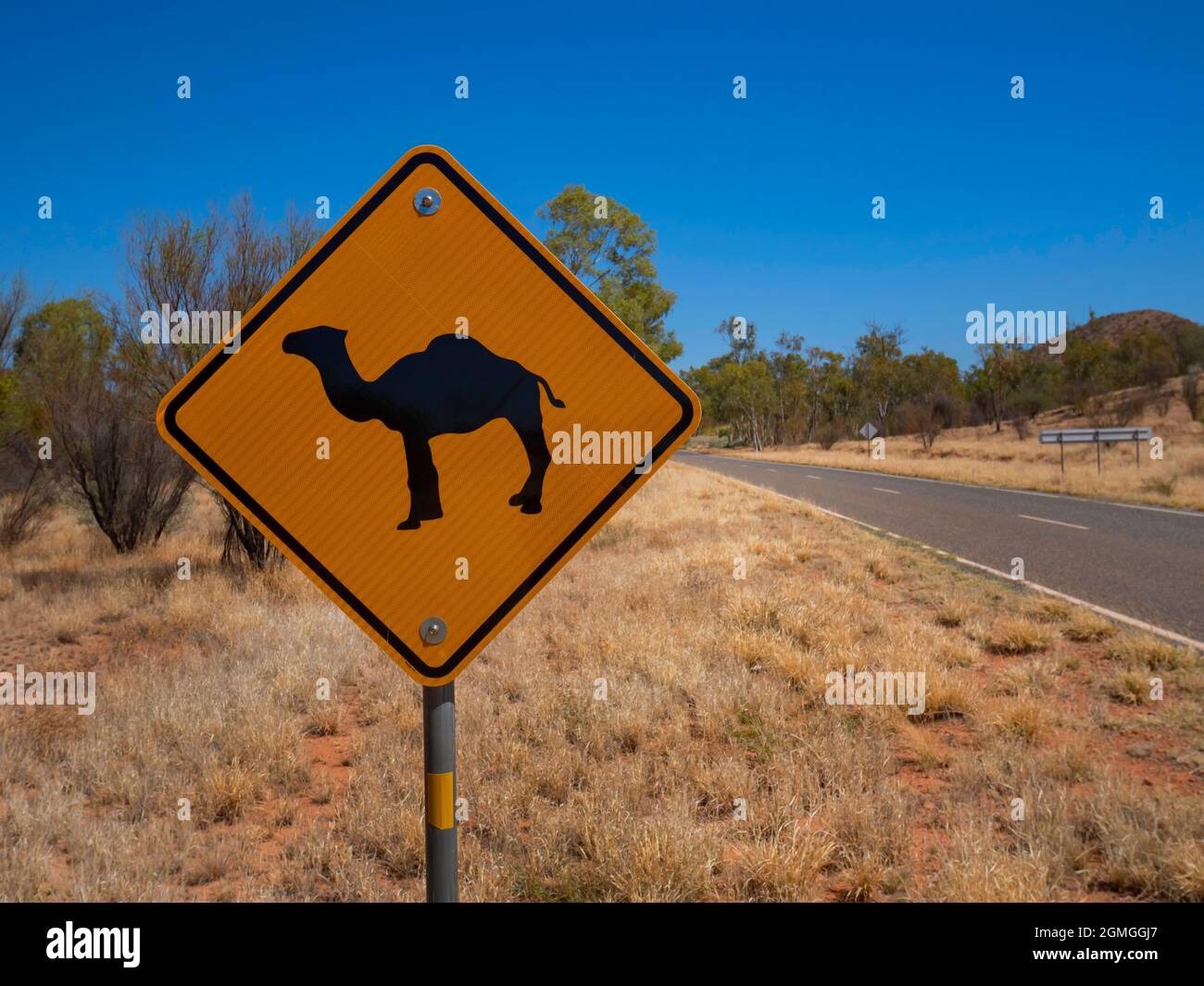 Camel road sign in outback Central Australia where feral camels can be a danger. Stock Photo