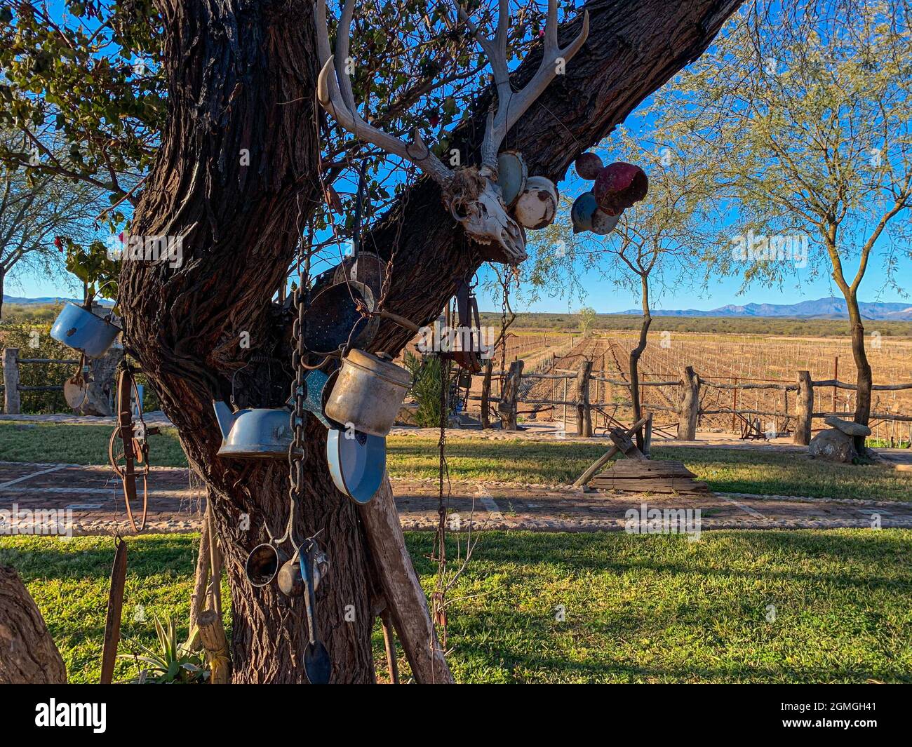 Pewter glasses, spoons, frying pan, coffee pot and deer antlers hung in  mesquite, and vineyard in the garden of the Hacienda del Labrador in the  town of Ures, Sonora, Mexico. real state,