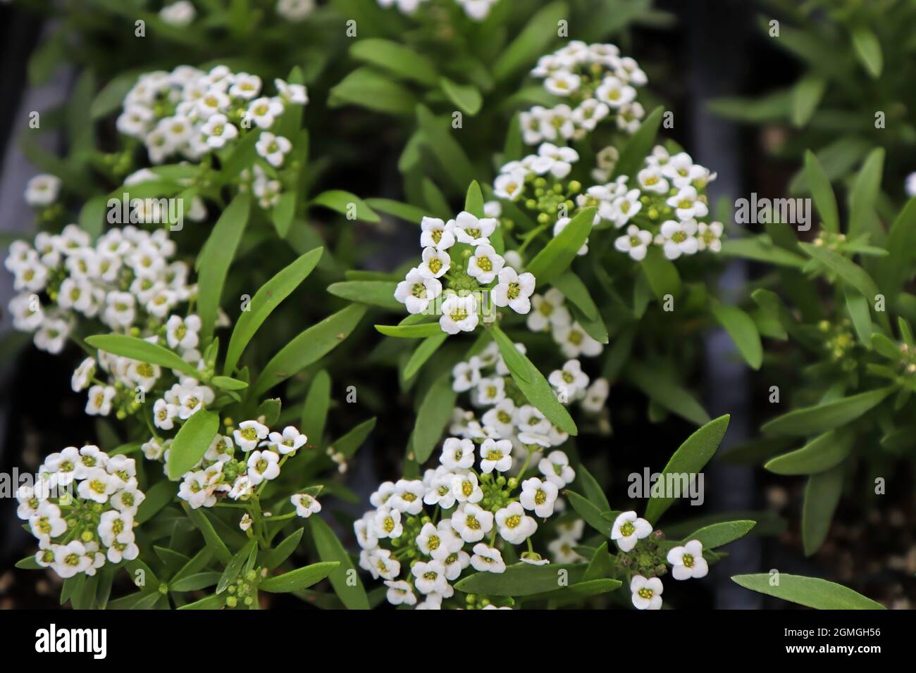 Clusters of tiny flowers hi-res stock photography and images - Alamy