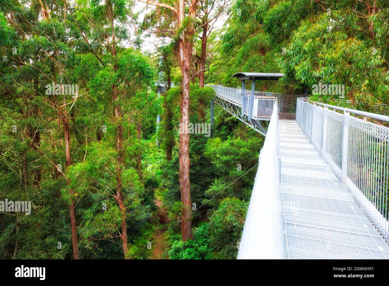 Illawarra tree tops sky walk in a national park of NSW, Australia - high over grounds of rainforest. Stock Photo