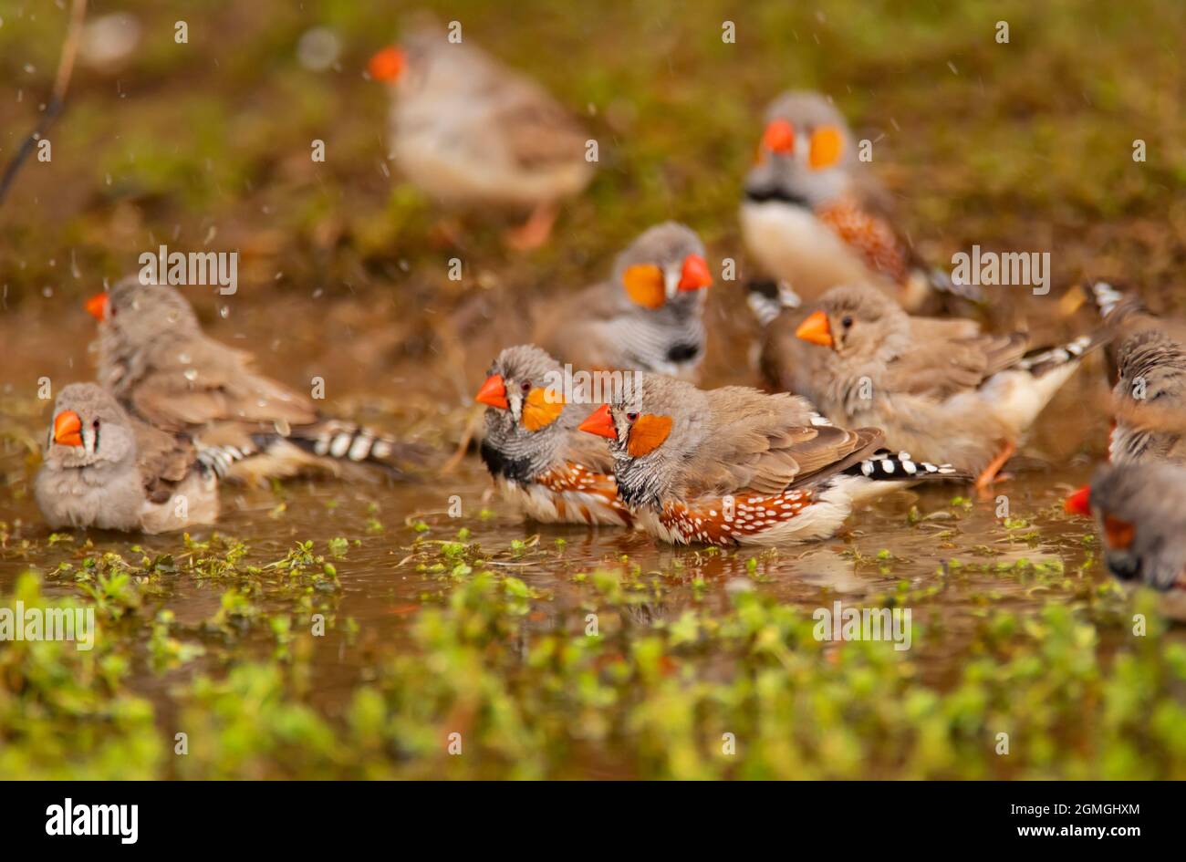Zebra Finch, Taeniopygia guttata, flock bathing and drinking at a water hole in outback Central Australia. Stock Photo
