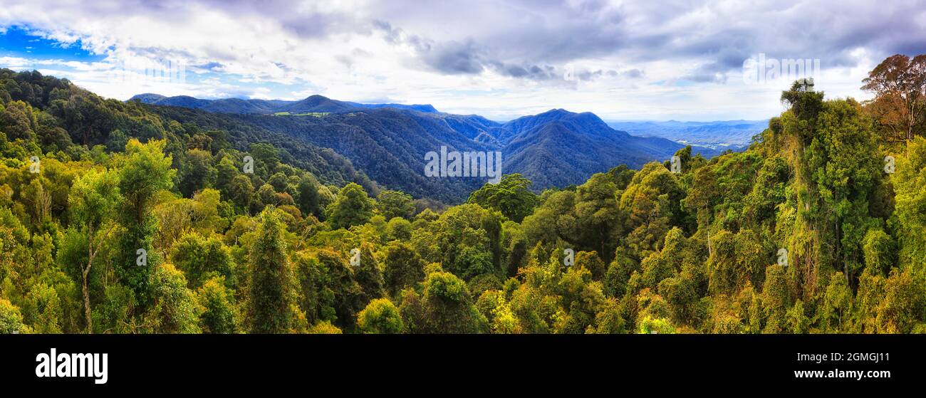 Evergreen rainforest in Dorrigo national park aroudn Dorrigo mountains, NSW, Australia - pristine ancient gondwana continent. Stock Photo