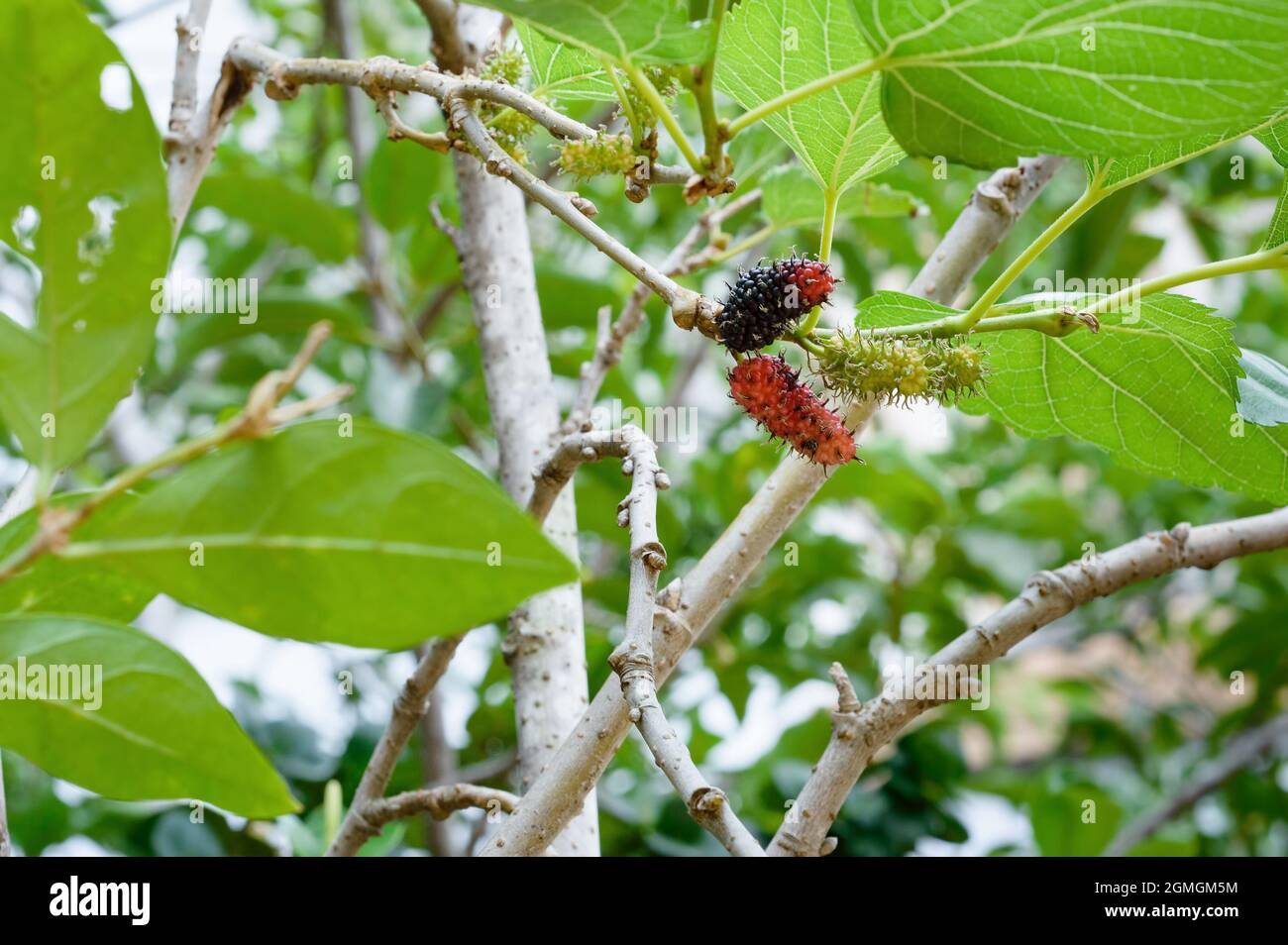 mulberry ready to eat on trees Stock Photo Alamy