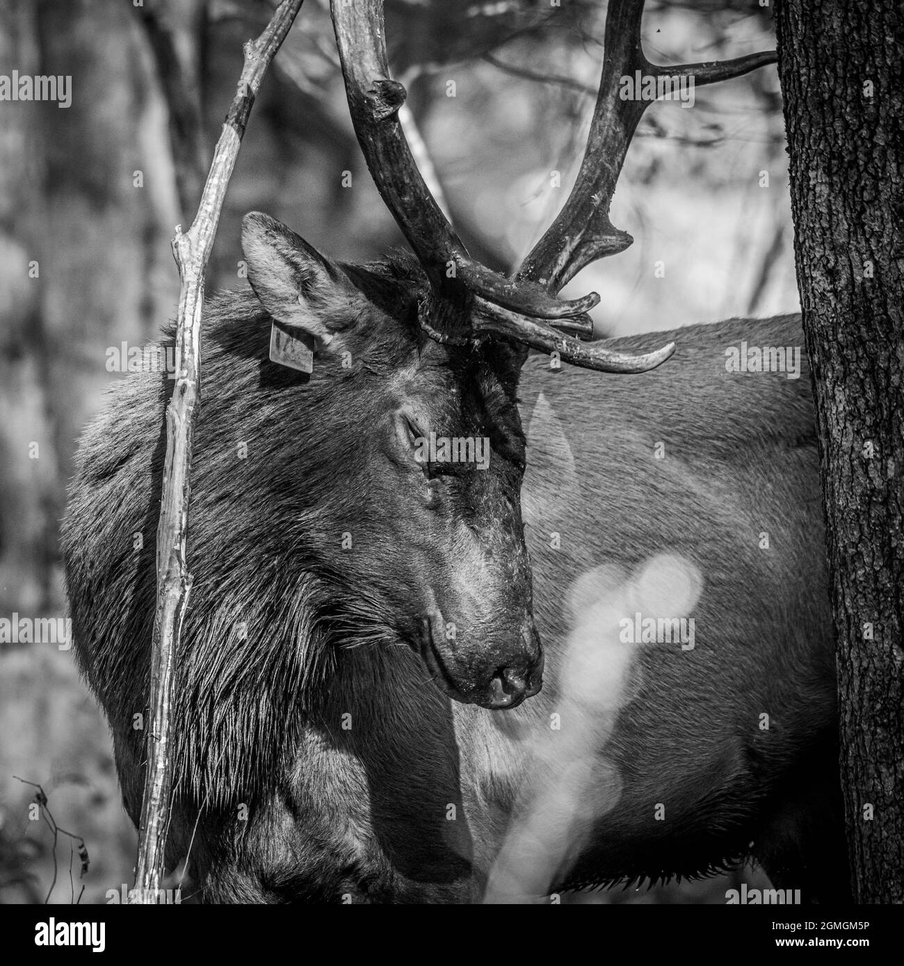 Bull elk forest Black and White Stock Photos & Images - Alamy
