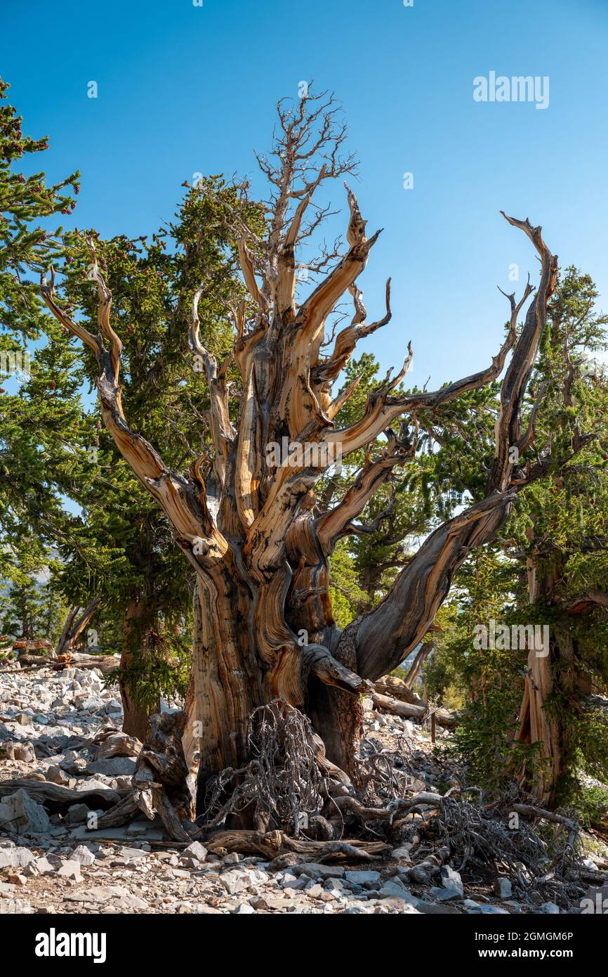 Bristle Cone Tree Grows Large Over Thousands of Years in Great Basin National Park Stock Photo