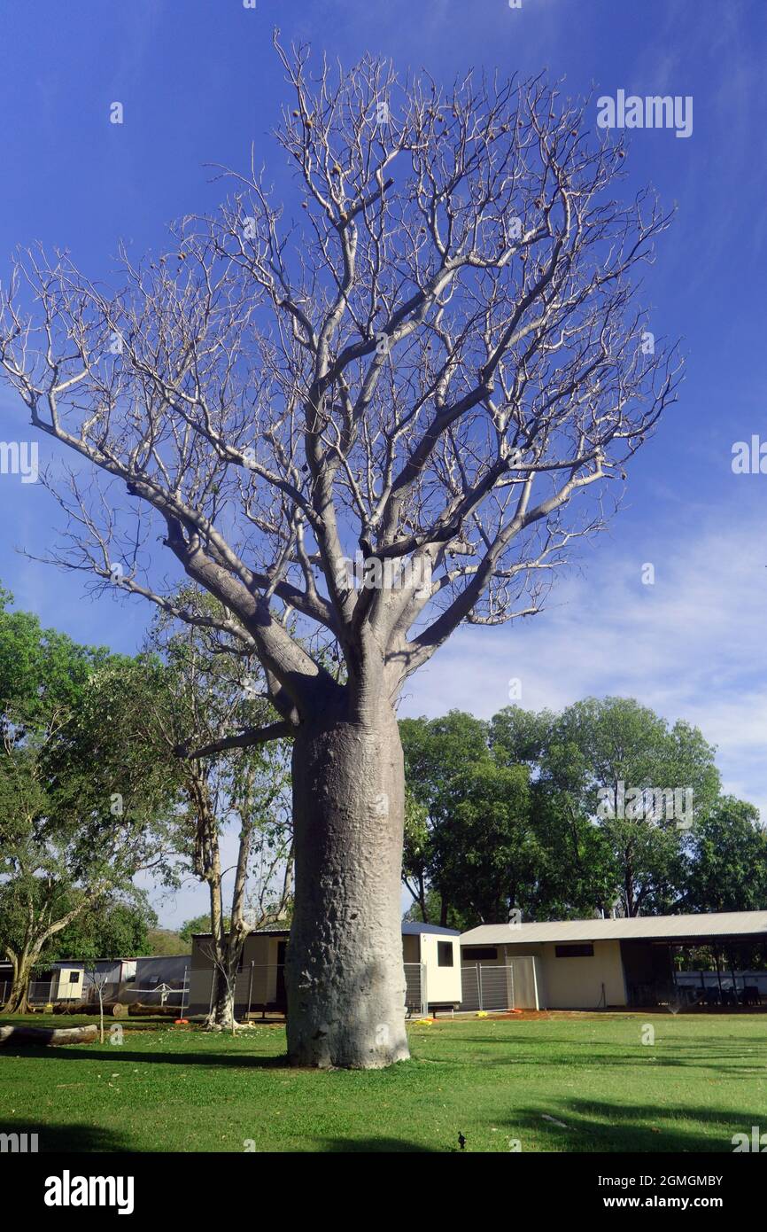 lovely mature boab tree (Adansonia gregorii) with seed pods in caravan park at Timber Creek, Northern Territory, Australia Stock Photo