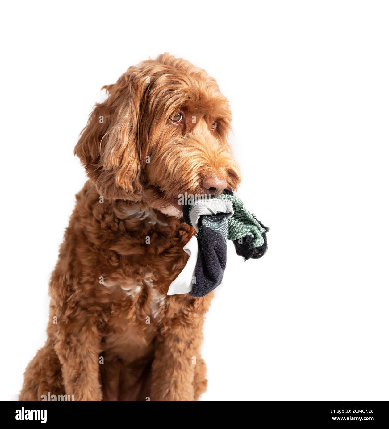 Labradoodle dog with socks hanging out of the mouth. Side profile of cute innocent looking female dog. Concept for why dogs eat, chew or steal socks. Stock Photo
