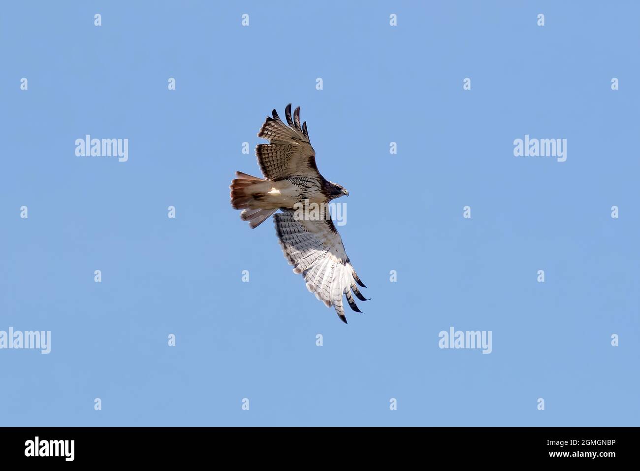 Red-tailed hawk (Buteo jamaicensis) in flight. Natural scene from ...