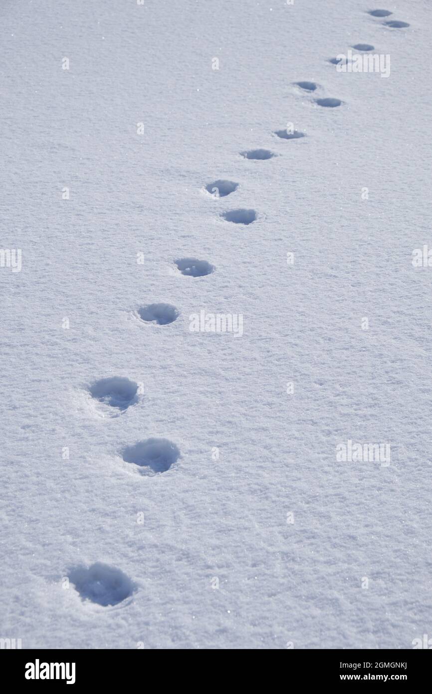 Dog footprints in the snow. Winter snow texture natural background. Stock Photo