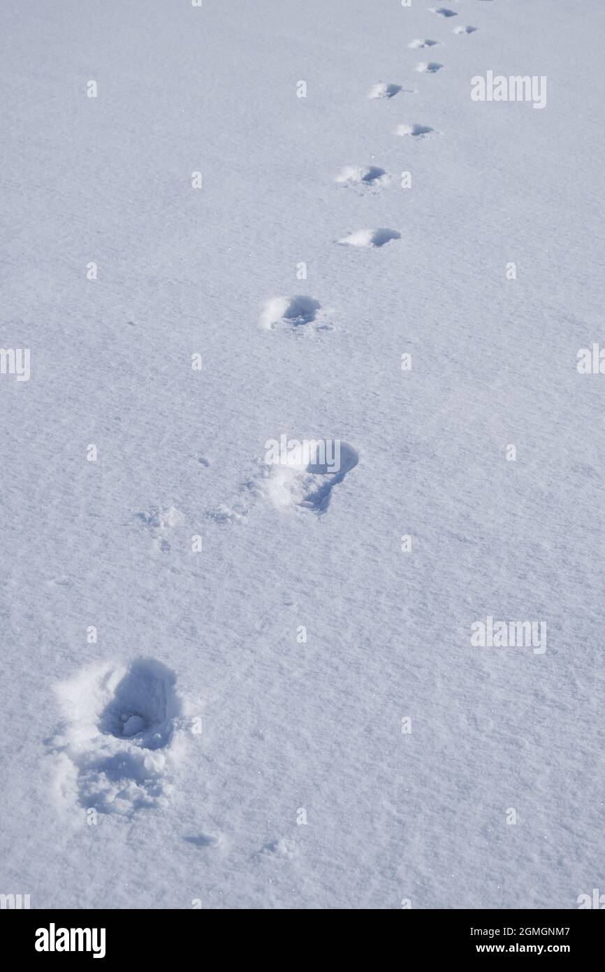 Footprint in the snow. Winter snow texture natural background. Stock Photo