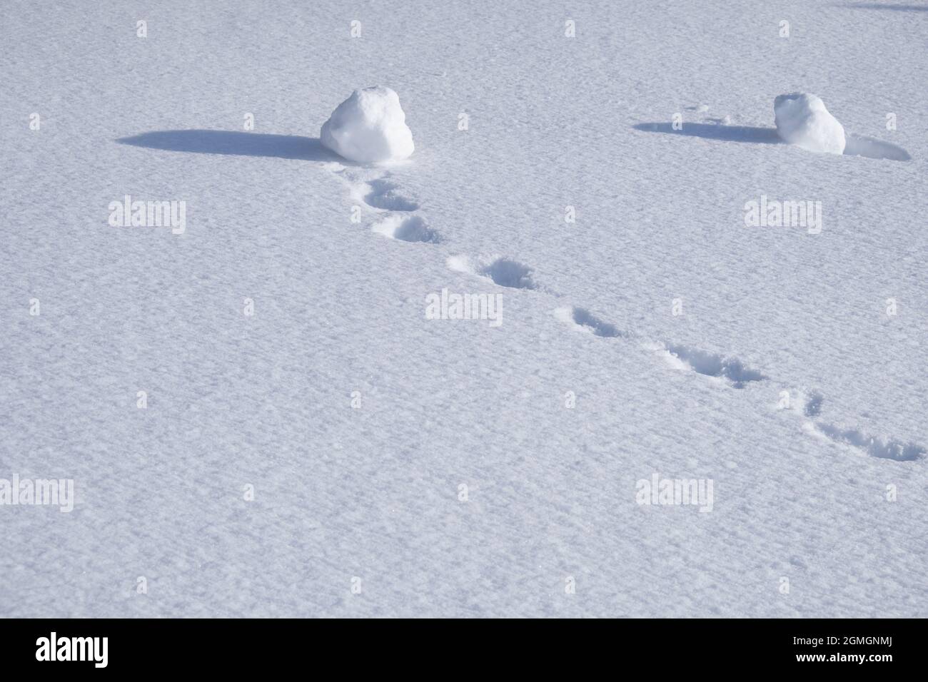 Footprints of snowball in the snow. Winter snow texture natural background. Stock Photo