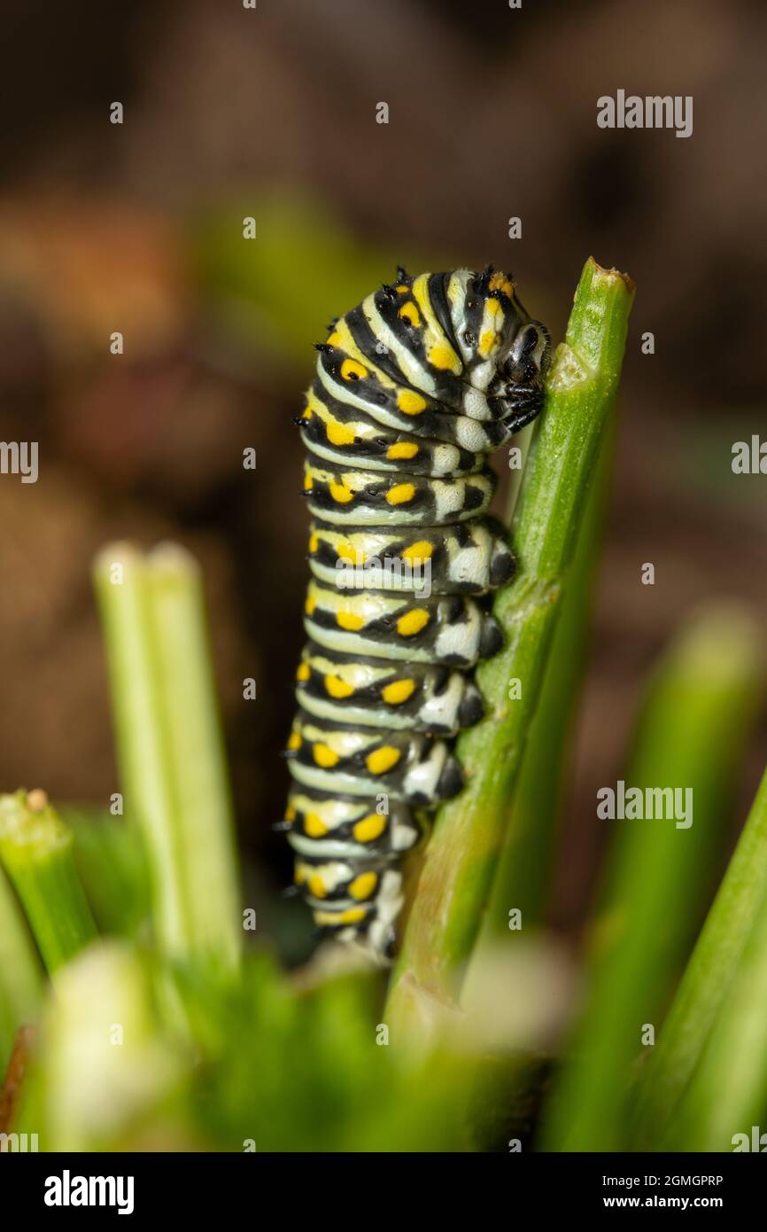 The worm stage of the black swallowtail butterfly on a piece of grass. Stock Photo