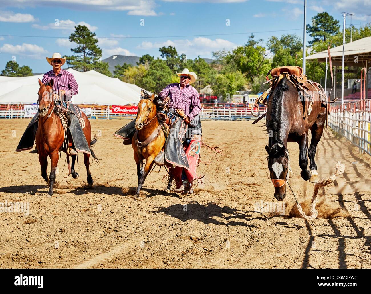 Prescott, Arizona, USA - September 12, 2021: Cowboy jumping off a bucking horse onto the handler's horse at the rodeo competition held at the Prescott Stock Photo