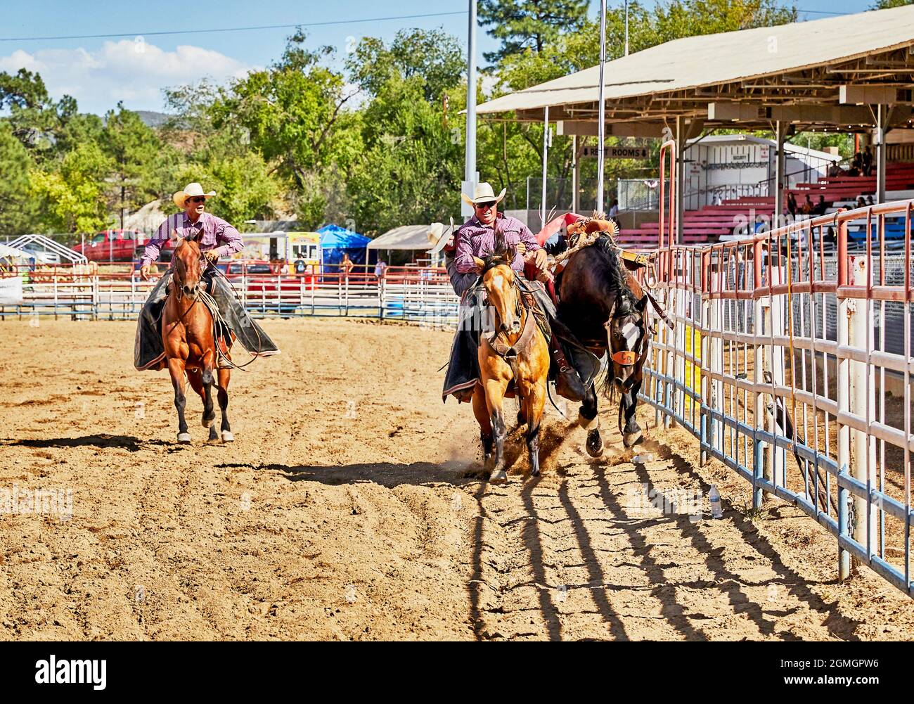 Prescott, Arizona, USA - September 12, 2021: Cowboy jumping off a bucking horse onto the handler's horse at the rodeo competition held at the Prescott Stock Photo