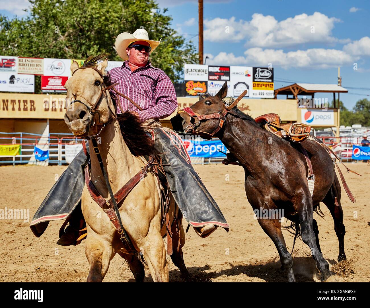 Prescott, Arizona, USA - September 12, 2021: Cowboy riding on a horse while trying to catch a bucking horse  at the rodeo competition held at the Pres Stock Photo