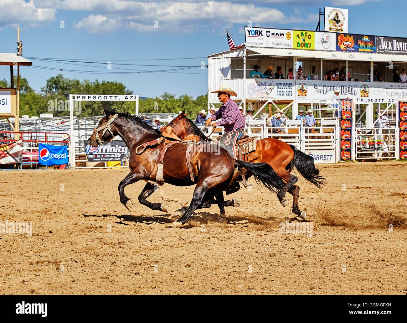 Prescott, Arizona, USA - September 12, 2021: Cowboy riding on a horse while trying to catch a bucking horse  at the rodeo competition held at the Pres Stock Photo