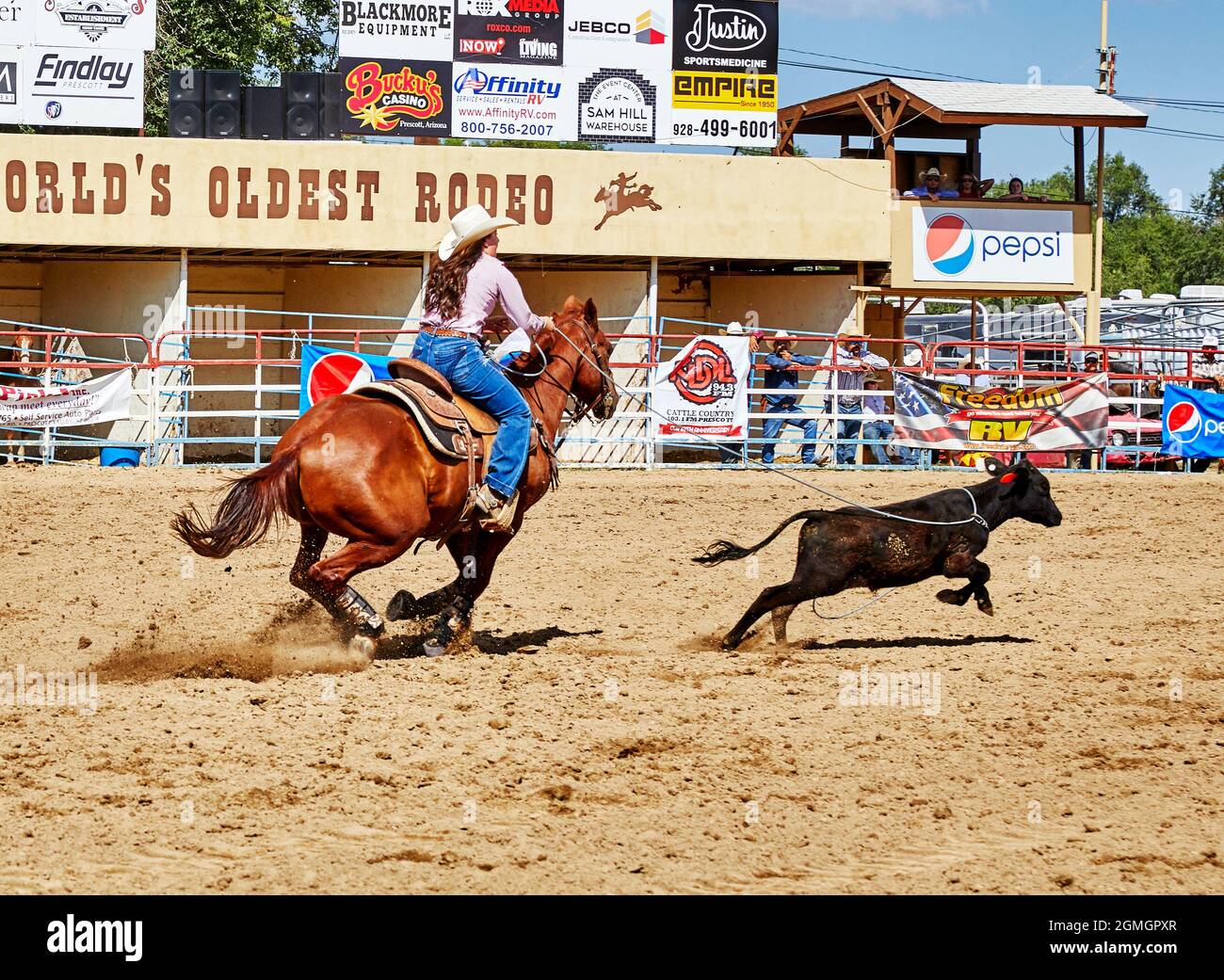 Prescott, Arizona, USA - September 12, 2021: Cowgirl roping a calf at the rodeo competition held at the Prescott Rodeo Fair grounds during the Yavapai Stock Photo