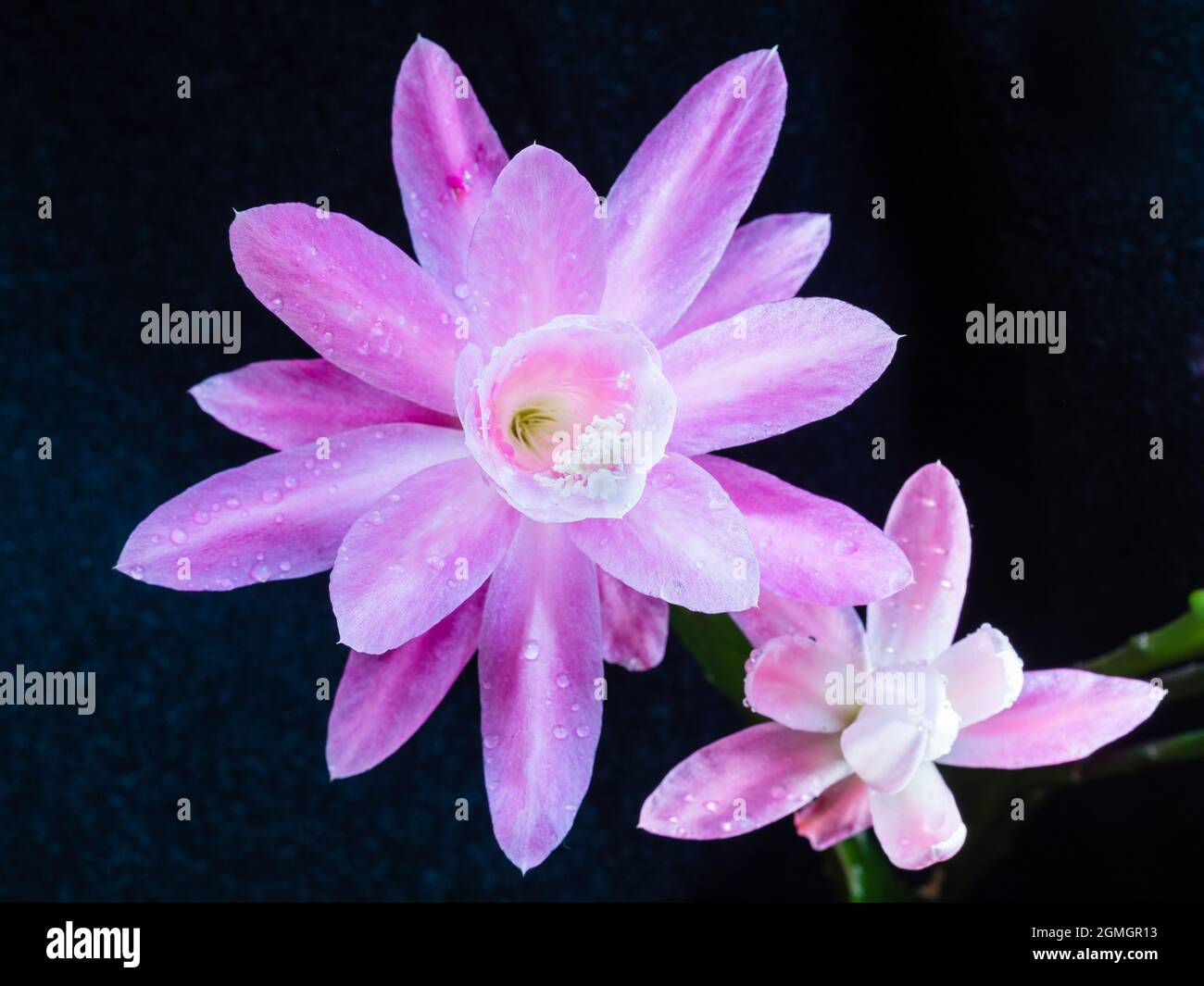 Amazing Blossom of Epiphyllum hybrid Stock Photo