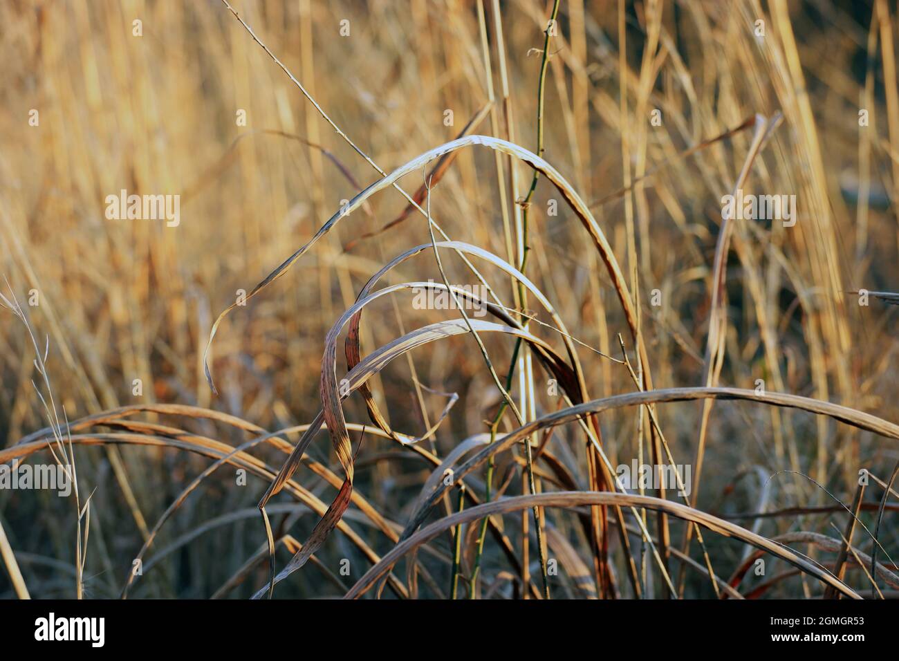 Golden grass sunlight field hi-res stock photography and images - Alamy