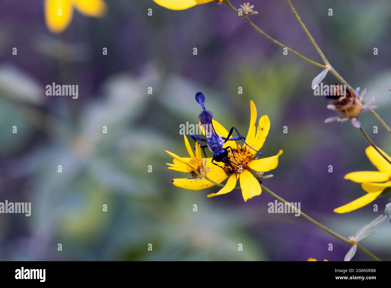 Macro black Common Thread-waisted Wasp (Eremnophila aureonotata) on yellow flower on sunny day Stock Photo